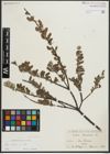 Foto von Salix repens subsp. repens L.